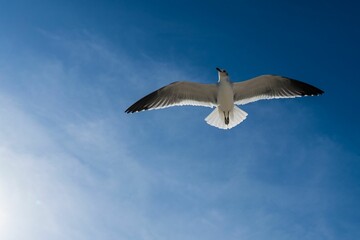 Seagull soaring through a bright blue sky above fluffy white clouds