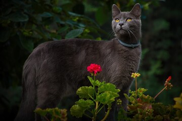 Naklejka na ściany i meble Beautiful gray cat with golden eyes surrounded by flowers in the garden.