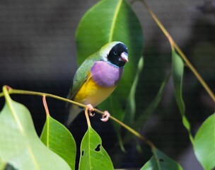 Close up shot of The Gouldian Finch sitting on a thin branch of a tree.