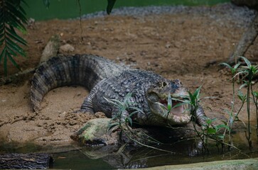 Large alligator at the zoo