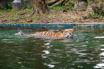 Tiger swimming in the pond at zoo