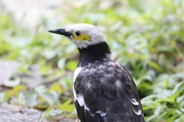 Beautiful black-collared starling perched on a branch