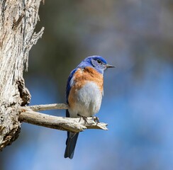 Selective focus shot of an Eastern bluebird perched on a tree branch