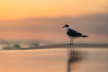 Selective focus shot of a gull bird perched on a beach at sunset