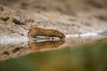 Obraz premium Close-up of a mouse taking a refreshing drink of water from a small puddle
