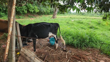 Rural farm behind barbed wire with a cow grazing while being milked