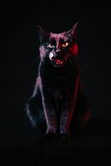 Black angry cat illuminated with red lights in the dark studio setting