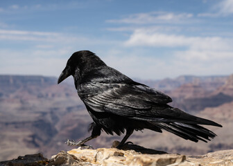 raven on the grand canyon