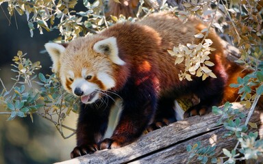 Closeup of a red panda at a zoo