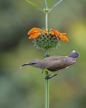 Vertical shot of a little spiderhunter perched on a flower in a field with a blurry background