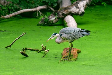 Gray heron bird perched on a wooden log in a lake with algae