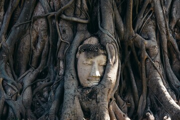 Tree holding the Buddha's head in Maha Tai Temple, Ayutthaya, Thailand.