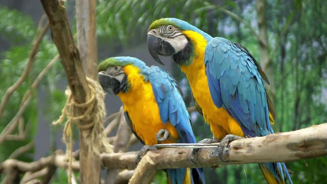 A couple Blue-and-Gold-Macaw Ara ararauna are perching on a man-made branch inside a zoo in Bangkok, Thailand.