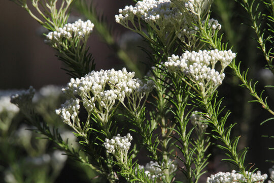 White flowers on a Rice Flower (Ozothamnus) plant in a garden