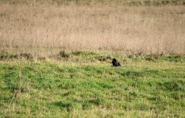 Common raven (Corvus Corax) perched atop a lush green grassy field, basking in the warm sunlight