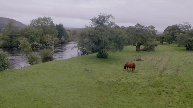 Cow grazing on a green field by a river flowing