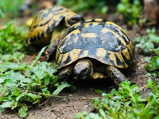 two tortoises resting on the ground in the grass