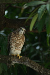 Falcon