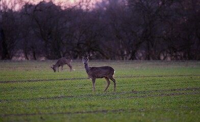 Deer in the evening sunset grassing in the Isar river national park