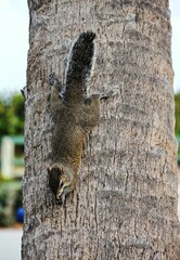Adorable grey squirrel clings to a rough-barked tree