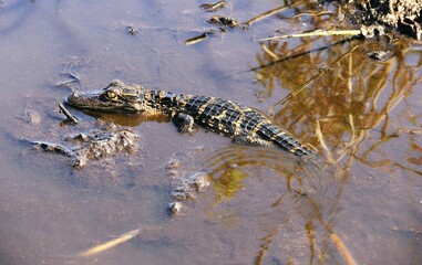 Infant crocodile perched on the edge of a body of water, Florida Keys in Florida USA