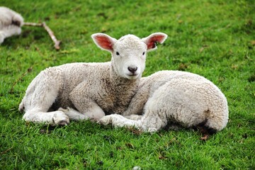 Naklejka na ściany i meble Two young lambs are peacefully laying on a lush green grassy field. Auckland, New Zealand.