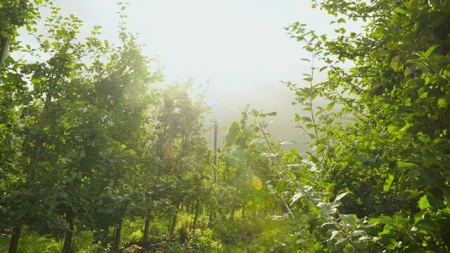 Scenic view of the green apple trees in an orchard in bright sunlight, Norway