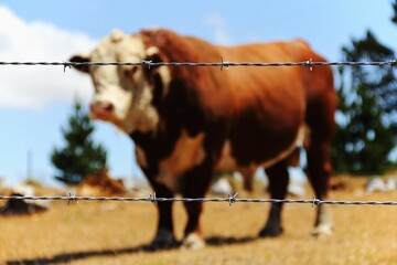 Barbed wire fence with a bull in a blurry background.