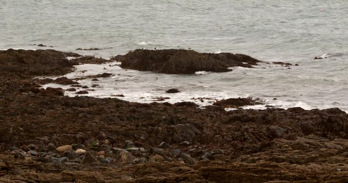 shot of rocks and seaweed at low tide at mousehole Cornwall