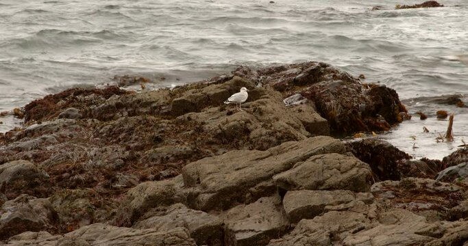 shot off 2 seagulls with one flying off at exposed rocks at low tide, mousehole Cornwall