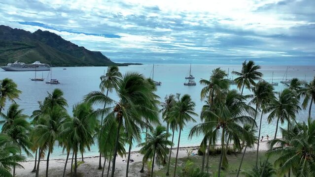 Tahiamanu Beach, Moorea, French Polynesia - Soaring Alongside Palm Trees - Drone Flying Forward
