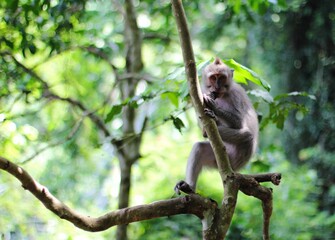 Adorable monkey perched among the foliage of a tropical tree in Ubud, Bali, Indonesia.