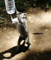 Monkey splashing water on its face while grasping a water bottle in its hands, in Ubud, Bali.