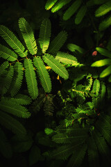 image of lights on green leaves pop out from dark background