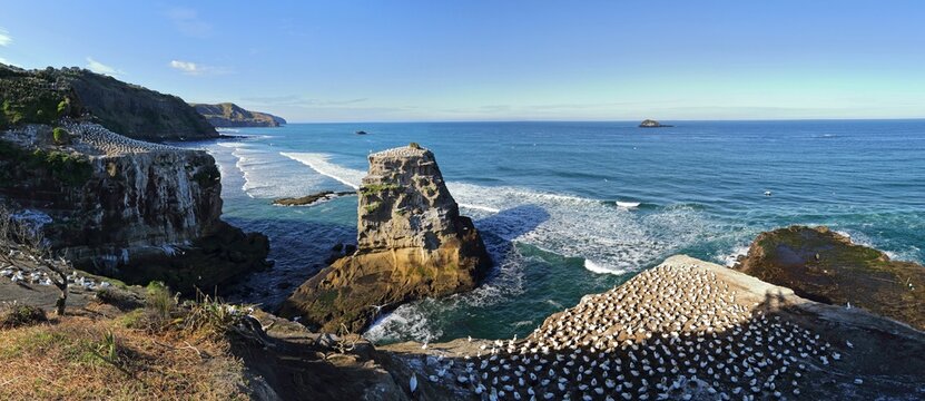 Stunning view of the rocky coast of Muriwai Beach in New Zealand