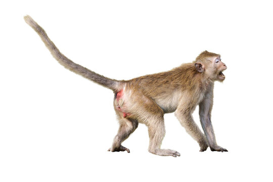 Portrait side view Macaca, Brown monkey alone that is screaming, intimidated, shout, scared, prepare to fight. Material for creative idea concept. Isolated background with transparent.