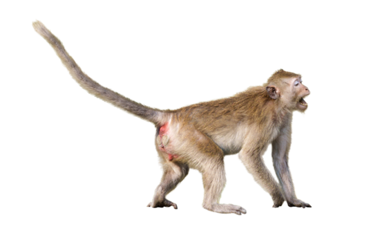 Portrait side view Macaca, Brown monkey alone that is screaming, intimidated, shout, scared, prepare to fight. Material for creative idea concept. Isolated background with transparent.