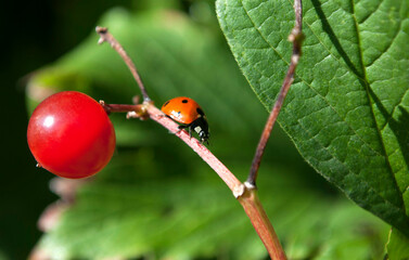 ladybug and viburnum berry on a background of green leaves