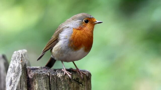 European robin bird perching on wooden fence post with blur background