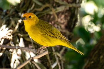 Atlantic Canary, a small Brazilian wild bird. The yellow canary Crithagra flaviventris is a small passerine bird in the finch family.	