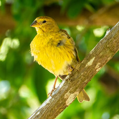 Atlantic Canary, a small Brazilian wild bird. The yellow canary Crithagra flaviventris is a small passerine bird in the finch family.	