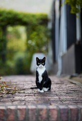 Cute black and white cat sitting on the ground and looking at the camera. Paarl, South Africa.