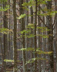 the woods are full of many small trees that is growing from the rocks