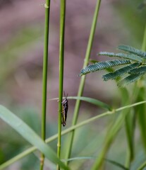 Insect is climbing on grass in South Africa