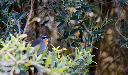 Cape robin-chat perched on a branch surrounded by lush foliage. Dessonornis caffer.