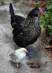Vertical shot of baby chicken with Chicken at a wine estate in Wellington South Africa