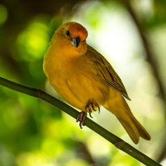 Atlantic Canary, a small Brazilian wild bird. The yellow canary Crithagra flaviventris is a small passerine bird in the finch family.	