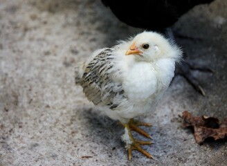 Closeup of a baby chicken on a rocky surface with a blurry background in South Africa