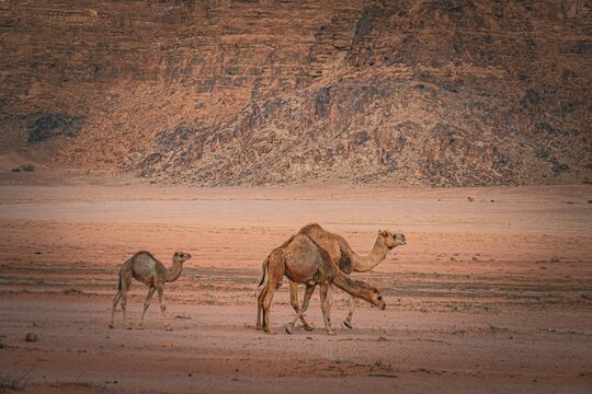 Image of two camels grazing on desert vegetation while majestic mountains stand in the background