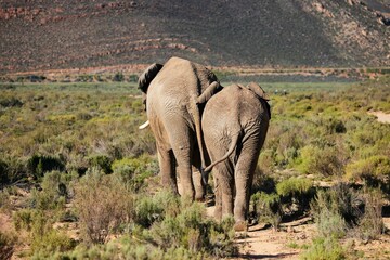 Majestic elephants  walking in a lush in the Aquila Nature Game Reserve at the Karoo in South Africa